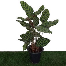 플로우마니