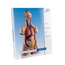 3B Scientific B01 인체 해부학 모델 3B 몸통 교육 가이드, 단일옵션