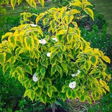산딸나무 세레스티얼쉐도 ( 조경수내한성 강함 ), 1개