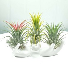 3Pcs 화이트 도자기 세라믹 공기 식물 Tillandsia 홀더 꽃 사무실 책상 장식 세련 된 홈 장식 정원 장식품, 보여진 바와 같이