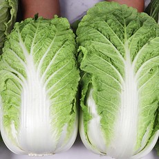 통배추 배추 김장배추 12kg, 1개