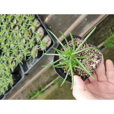 초화화[2포트], 2개 - 이미지 4
