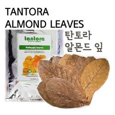 탄토라 알몬드잎 [12~18cm] [중] 50장대용량, 단품