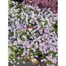 식물공장 왕관쑥부쟁이 국화 소품 야생화 10-25cm 28, 1개