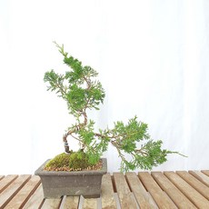 사어천진백