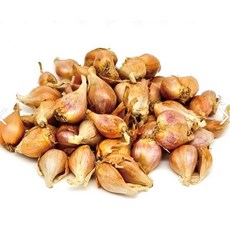 쪽파 씨앗/ 쪽파 종구 500g (G100)