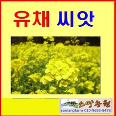 추천10제주도유채꽃