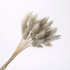 그레이말린사진