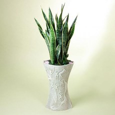 푸시아베리플라워