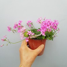 목사랑초