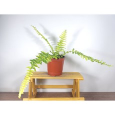 무늬보스턴고사리