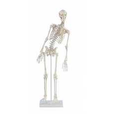 독일 Erler Zimmer 제품 / 유연성 미니 전신골격모형 / Miniature-Skeleton Fred movable spine muscle markings / 3045