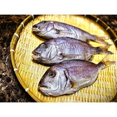 태봉봉 반건조 참도미, 1개, 1미 (550g 내외)