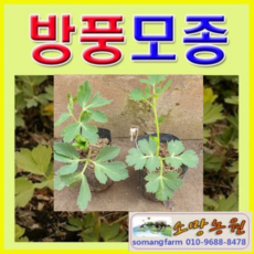 방풍나물