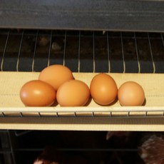 이마트트레이더스계란