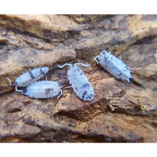 스카버 달마시안 5마리 (Porcellio Scaber Dalmatian) / 등각류 공벌레 쥐며느리 등각류 키우기