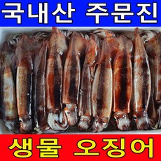 국내산 주문진 손질된 생물 오징어 10마리 당일조업 산지직송