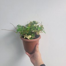 무늬백화등분재