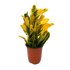 07709496a7282bee8fa8e310fb125cabf8eeb83c876a2decaf37863db94b.png
