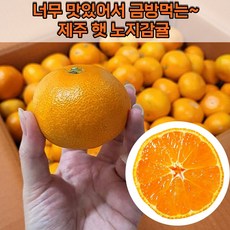 [24년 햇수확 제주산지직송] 제주 햇 노지감귤 귤5kg 하우스감귤 제주감귤 제주도귤 밀감 제주귤 새콤달콤 (후공정처리 안한 수확한그대로 배송), 1개, 5kg 로얄과