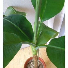 [이삽저삽] 바나나나무 화분(키80-90cm내외/8치화분포함)캐번디시종 아열대과일나무/ 공기정화식물 실내인테리어식물 관상용, 1개