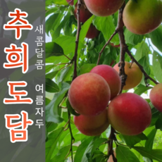 의성도담자두