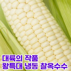 홍천찰옥수수50개