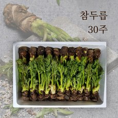 참두릅 입맛을 돋궈주는 향긋한 두릅 30주 50주 65주 90주 선물세트, 참두릅 30주, 1개