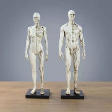 의학뇌구조그림