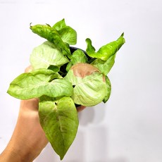 싱고니움밀크컨페티