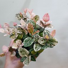 초설마삭