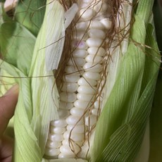 토종옥수수