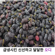 국내산 신선하고 달콤한 특품 오디 생과 1kg 2kg 4kg 8kg 국산 햇오디 오디열매 토종 야생 특품 오디 산뽕오디