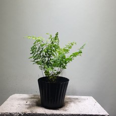 103641fc5d730e3933612c1570e8aa6bc2a3630effd5585f2b5aa86d09ef.jpg