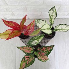 그늘에서잘자라는식물