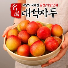 솔담자두