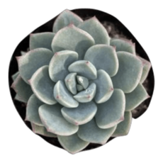 플랜트란스의자