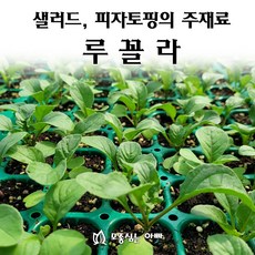 [모종심는아빠] 이탈리아요리의 향신료 루꼴라 모종, 모종36개, 1개