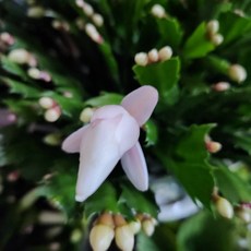 식물사랑꽃농원 핑크빛게발선인장 연핑크 인기반려식물, 1개