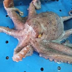 완도 돌문어 국내산 자연산 1kg, 1개, 돌문어(1~4미) 1kg