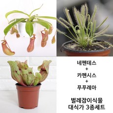 블룸 벌레잡이식물 대식가3종셋트 네펜데스 + 푸푸레아 + 카펜시스 식충식물