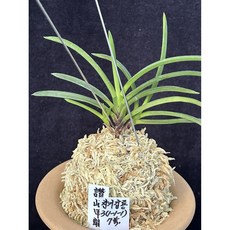 [솔란정] 엄미호 3촉 풍란 부귀란, 1개