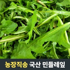 [농장직송] 당일포장 국산 민들레잎 1kg 2kg 3kg 국산민들레 국산민들레잎 민들레잎차 향긋한나물 국산나물 제철나물 신선나물 나물무침 민들레전 삶은나물 생나물