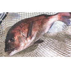 도미필렛 도미회 활어회 500g, 옵션1. 도미필렛 500g, 1개