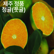 [만족도1위] 제주 프리미엄 청귤 풋귤, 1박스, 정품 청귤 5kg