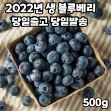 국내산 2022년 생블루베리 생과 당일수확 250g 500g 1kg, 생 블루베리 500g