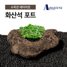 아쿠아테라 화산석 현무암 수초&다육화분 중형 (랜덤), 1개