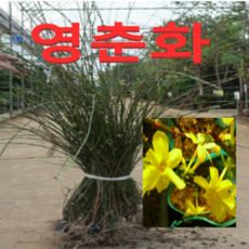 (성실농원)영춘화 묘목(키100센치) 5그루