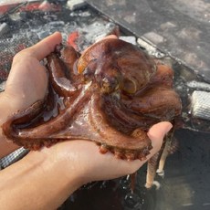 남해안 활 돌문어 1kg 1-4마리 랜덤문어 활문어 문어 참문어, 1개