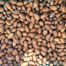 고흥 햇피칸 생과 1kg 산지 직배송 직접 재배 수확 판매, 1개